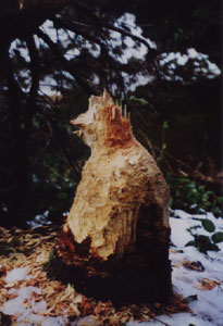 fantastic beaver sculpture